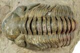 Reedops Trilobite - Atchana, Morocco #312336-1